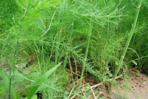 芦笋种植时间