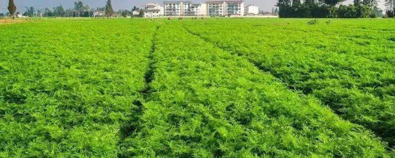 川穹栽培技术