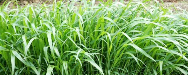 高丹草种植技术和方法