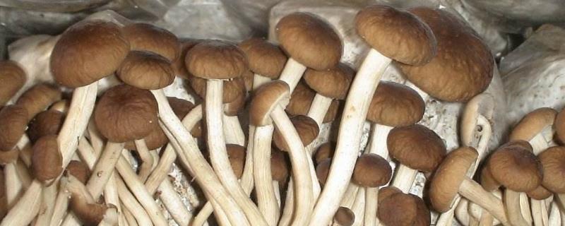 茶树菇多少钱一斤