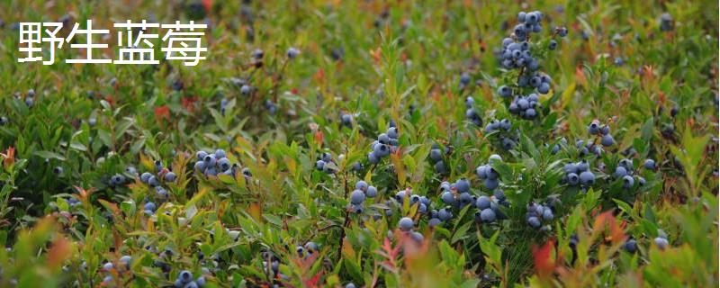 野生蓝莓和种植蓝莓的区别