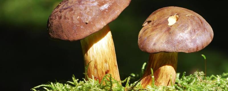 牛肝菌多少钱一斤