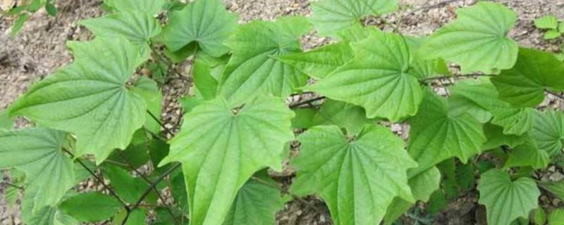 穿山龙种植技术