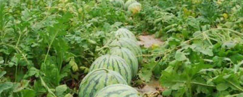 种10亩西瓜能赚多少钱