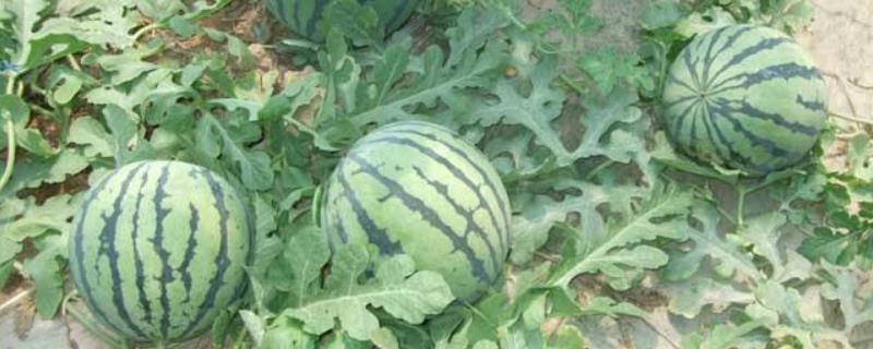 西瓜开花结果期怎么管理