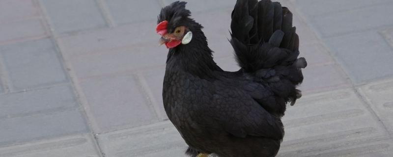 元宝鸡多少钱一只