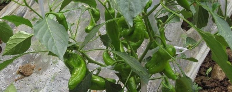 尖椒种植技术
