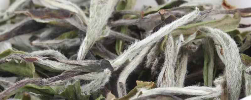白茶种类有哪些