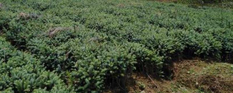 云木香种植技术