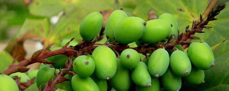 西青果种植技术