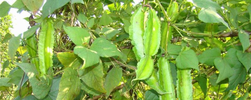 四棱豆种植技术