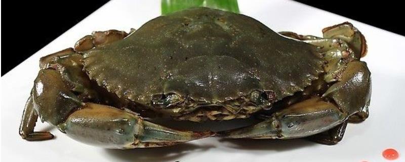 红膏蟹多少钱一斤
