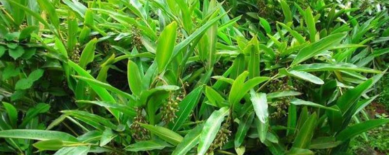 春砂仁种植技术