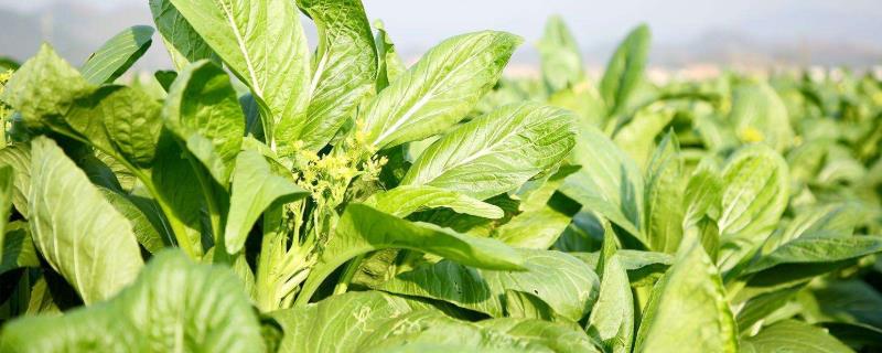 菜心种植方法