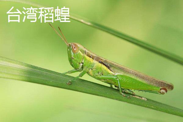 蝗虫种类介绍