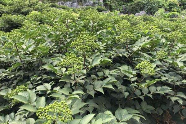 吴茱萸种植技术与栽培管理