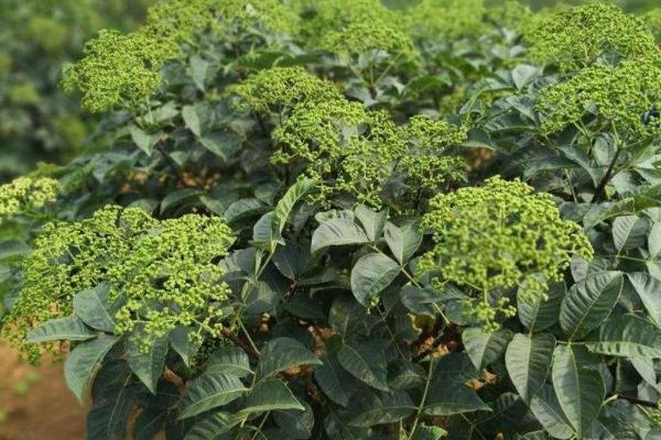 吴茱萸种植技术与栽培管理