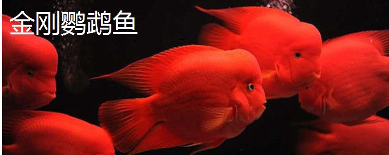 金刚鹦鹉鱼和普通鹦鹉鱼的区别