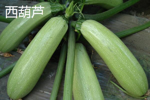 西葫芦与小南瓜的区别