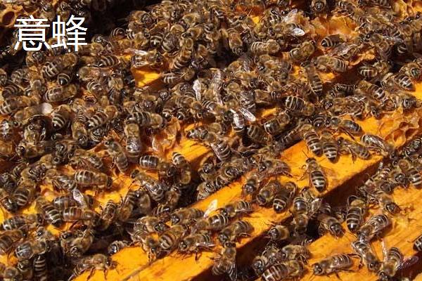 意蜂和中蜂可以混养吗