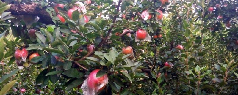 苹果叶子边缘干枯怎么回事