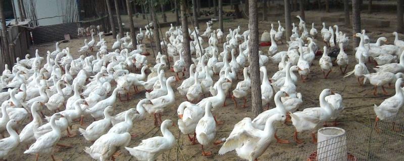散养鹅的饲养与管理