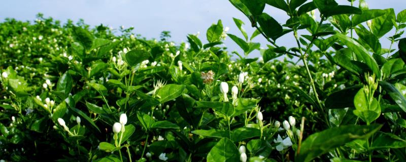茉莉的养殖方法和注意事项