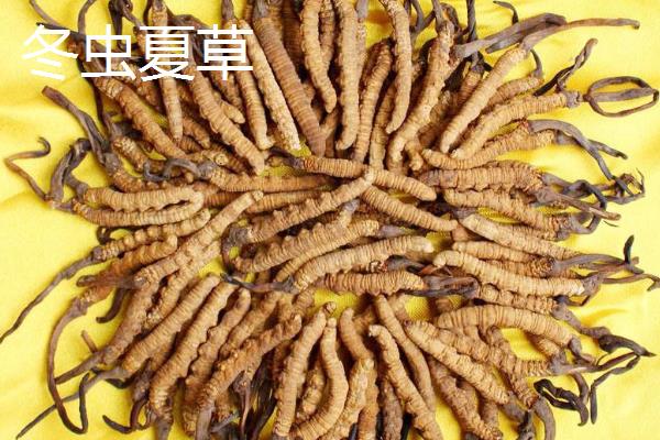 虫草花和虫草有什么区别