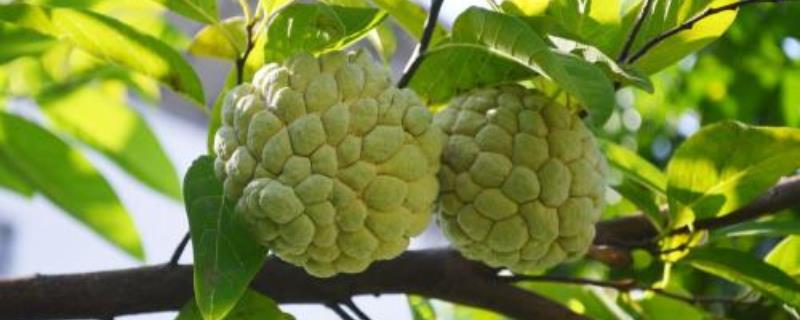 释迦果(番荔枝)价格多少钱一斤