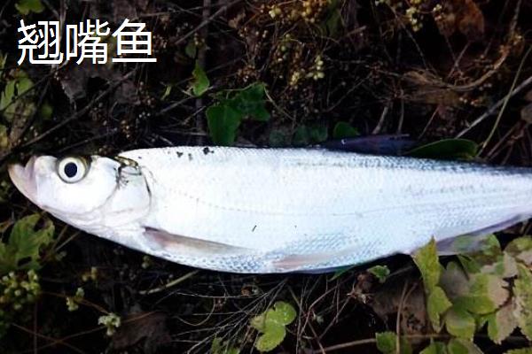 翘嘴鱼和白条鱼的区别