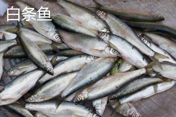 翘嘴鱼和白条鱼的区别