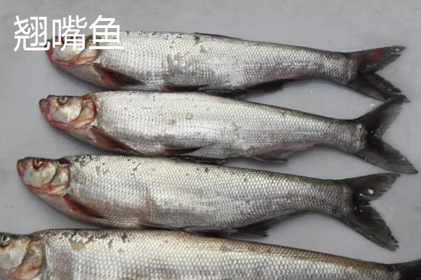 翘嘴鱼和白条鱼的区别