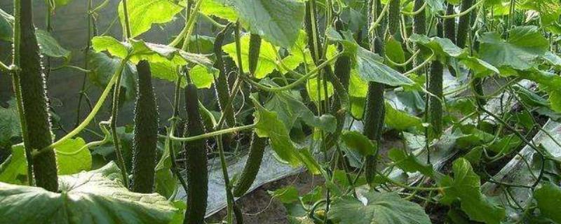 青瓜种植时间及技术要点