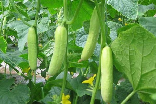 青瓜种植时间及技术要点