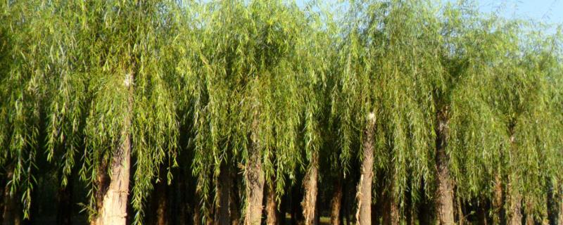 柳树种植技术与管理