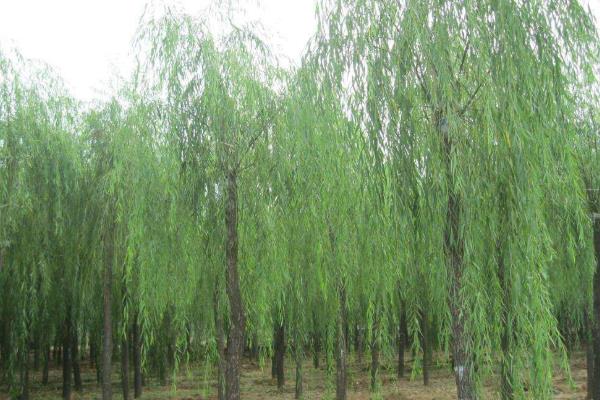 柳树种植技术与管理