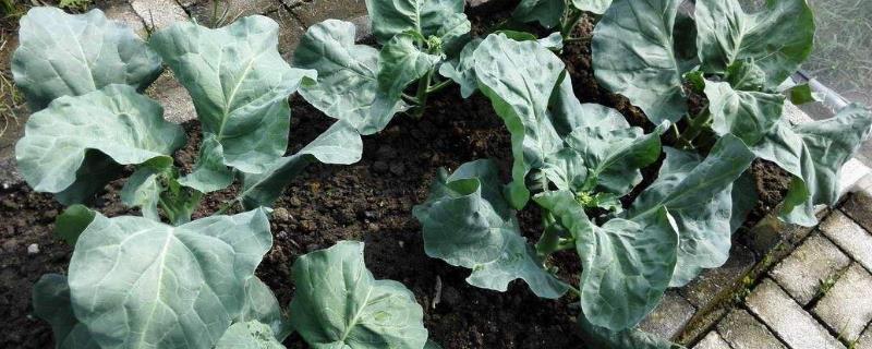 芥兰种植时间及方法