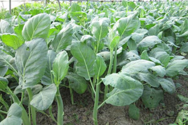 芥兰种植时间及方法