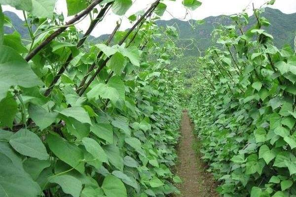 白芸豆种植时间和方法