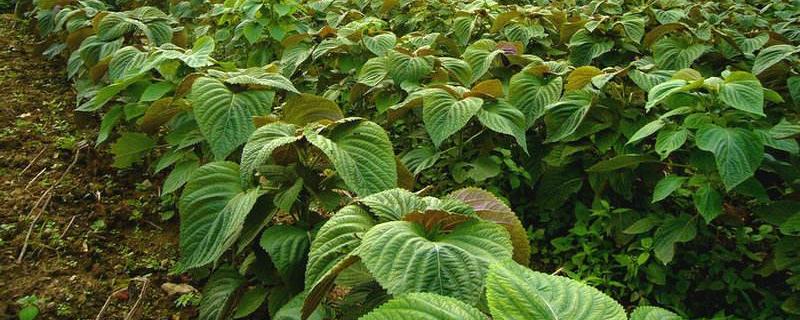 紫苏种植效益分析