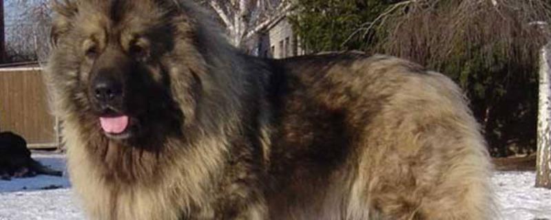 高加索犬和藏獒比起来哪个厉害