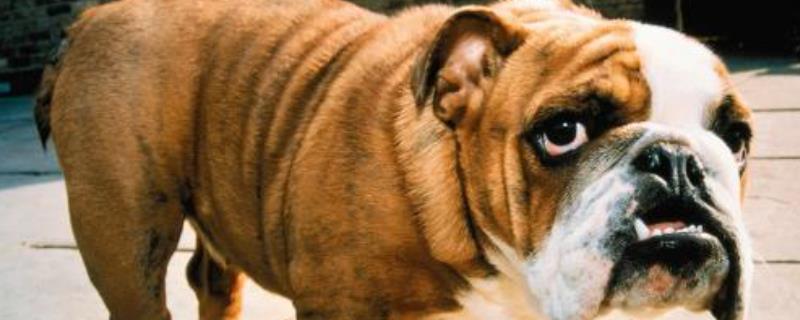 斗牛犬性格怎么样