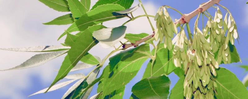 白蜡树种植要点