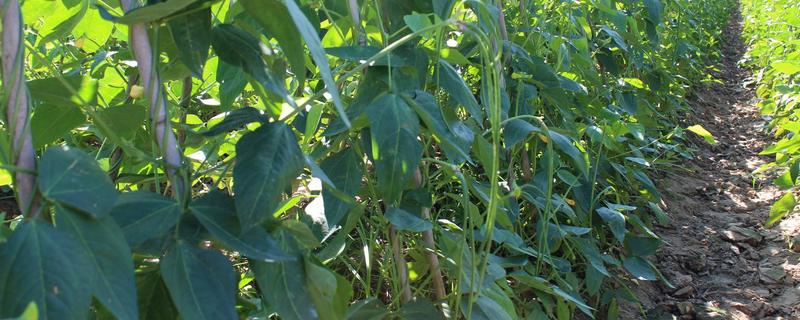 豇豆种植方法