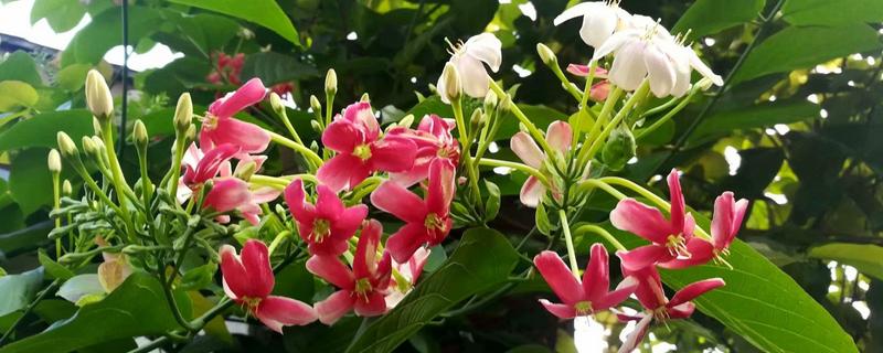 使君子的种植方法