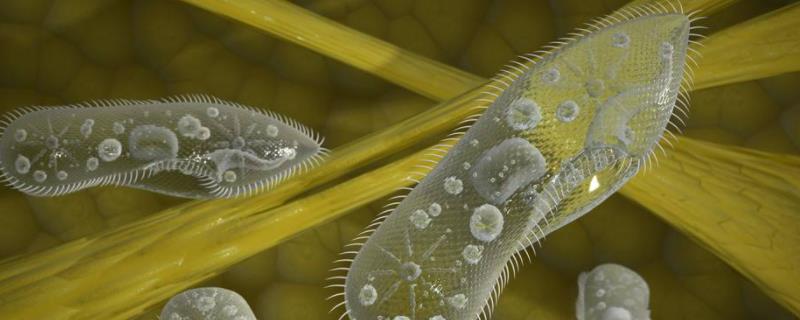 草履虫是什么生物