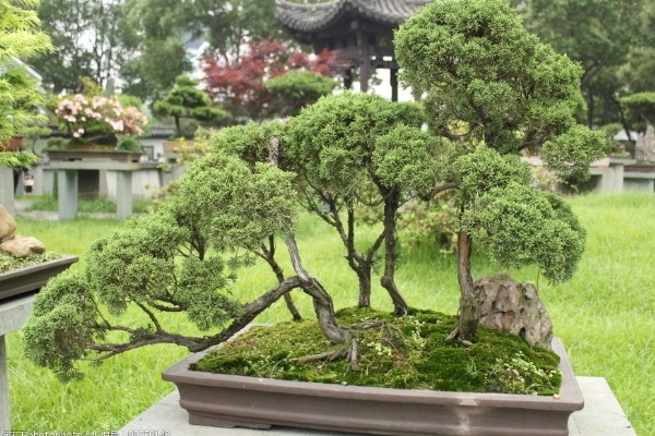柏树盆景怎么养护长得好？柏树盆景养护方法
