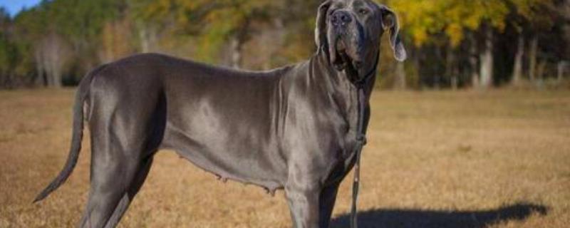 大丹犬价格多少钱一只