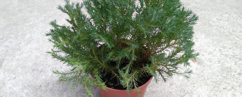 雪松种植技术