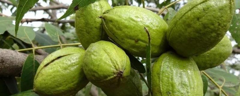 美国山核桃种植方法